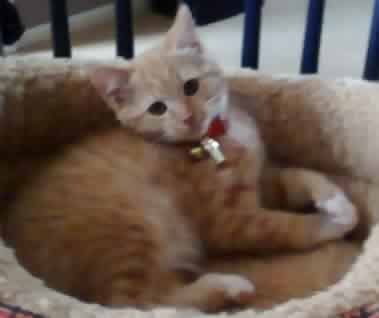 Queenie the ginger female cat in her bed